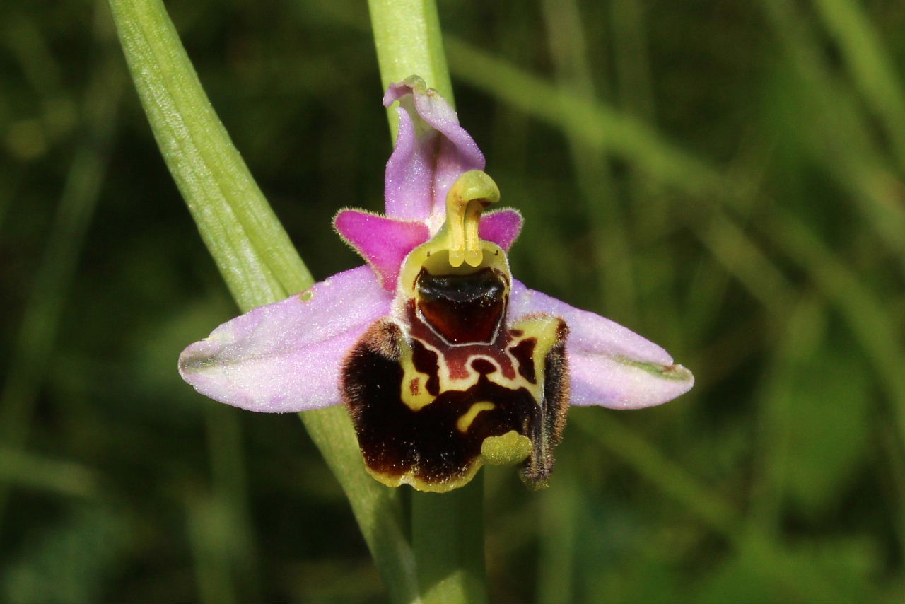 Ophrys tetraloniae / Ofride Tetralonia